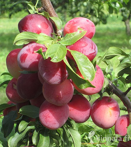Prunus cerasifera 'Kometa' kirsikkaluumu